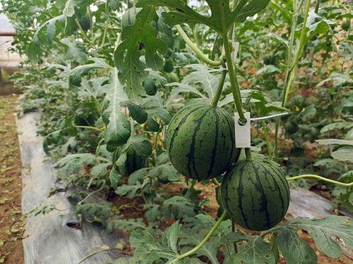 51吃瓜今日吃瓜在线,今日热点事件大盘点