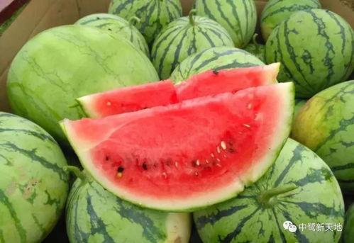 九一吃瓜今日吃瓜入口,今日吃瓜入口，揭秘娱乐圈最新热点